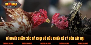 Bí quyết chăm sóc gà chọi
