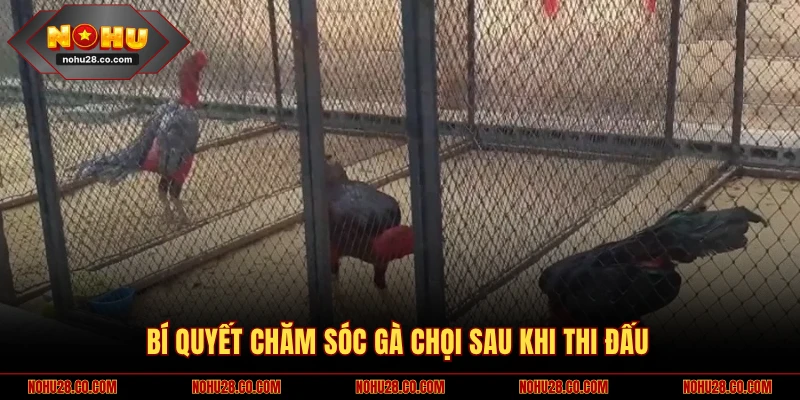 Bí quyết chăm sóc gà chọi sau thi đấu