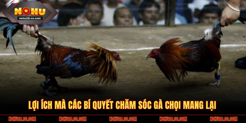 Lợi ích của các bí quyết chăm sóc gà chọi